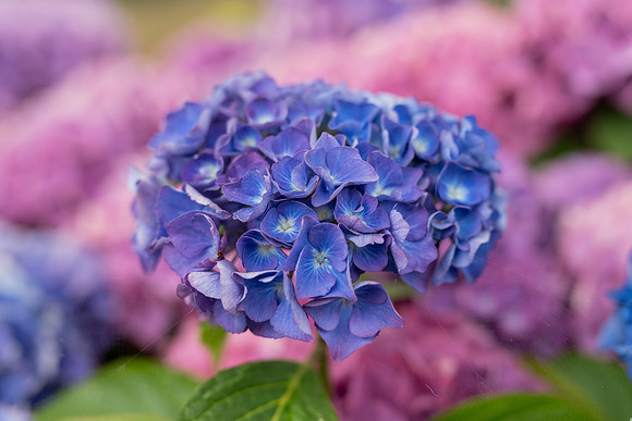 MJP_9211