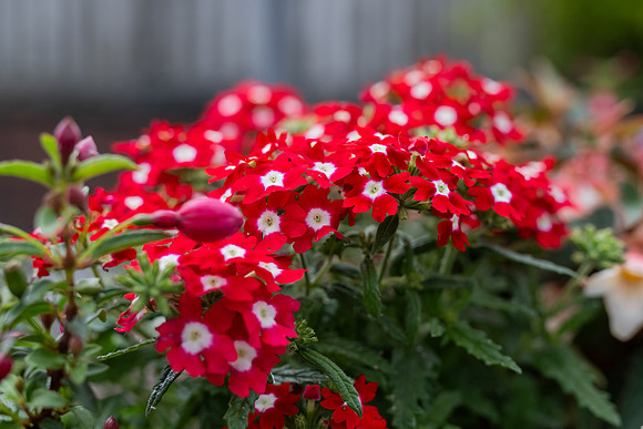 MJP_9197
