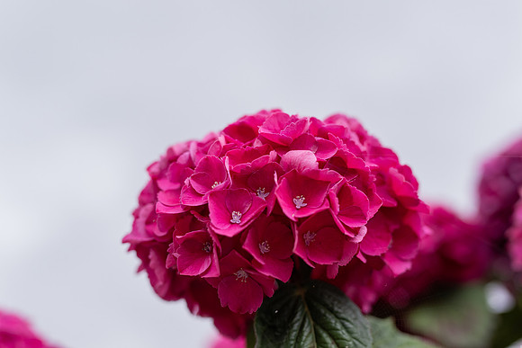 MJP_9223